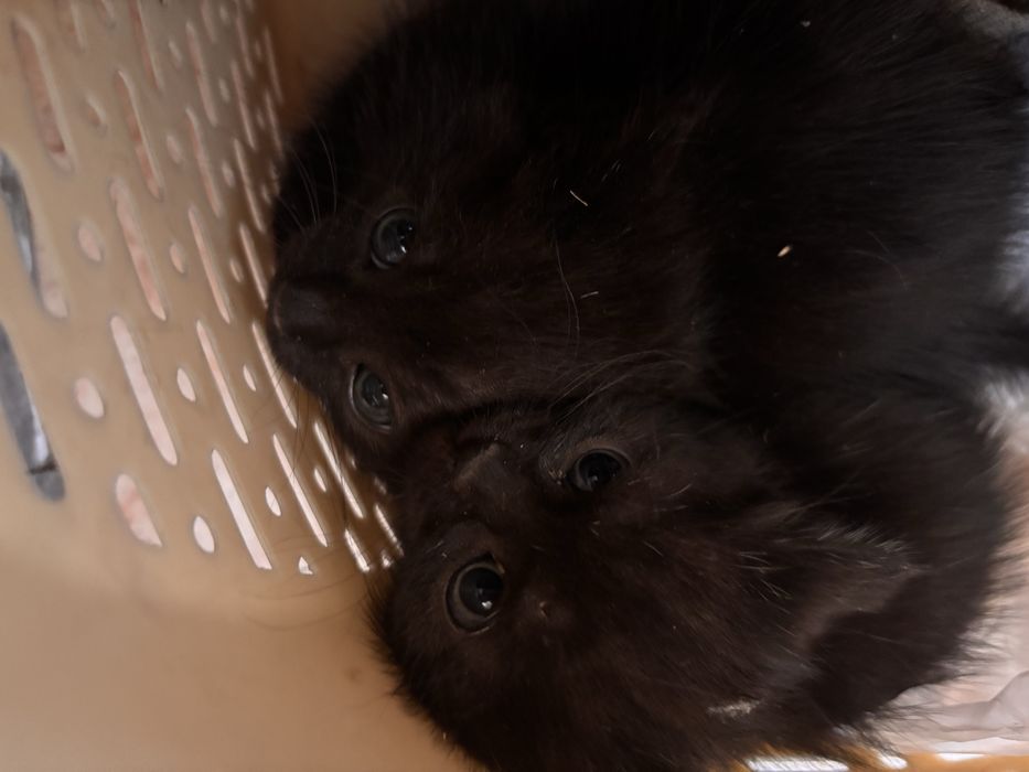 Котята черненькие :)