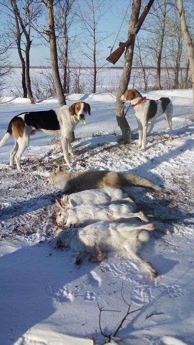 Продам щенков Русская Пегая Гончая