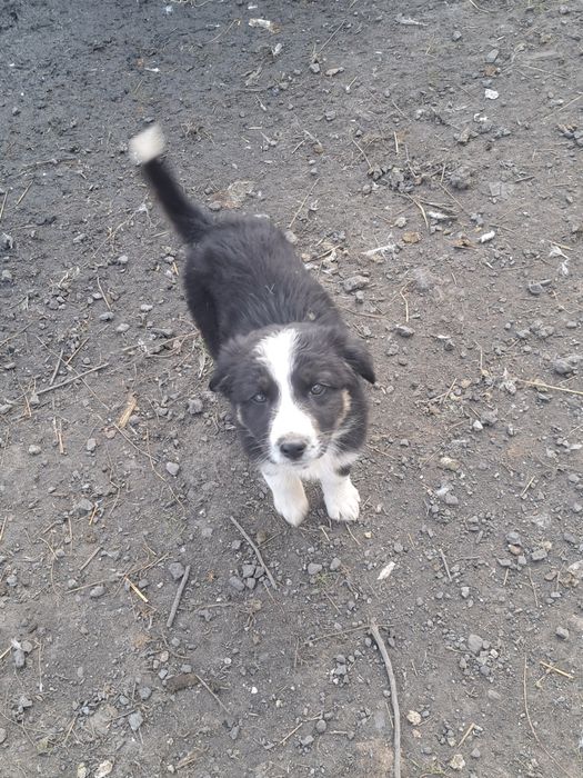 Щенки ищут дом !!