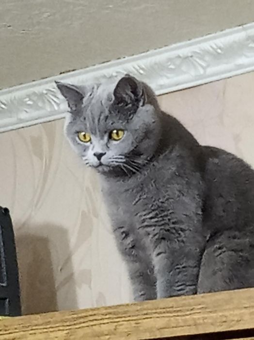 Отдам в хорошие руки