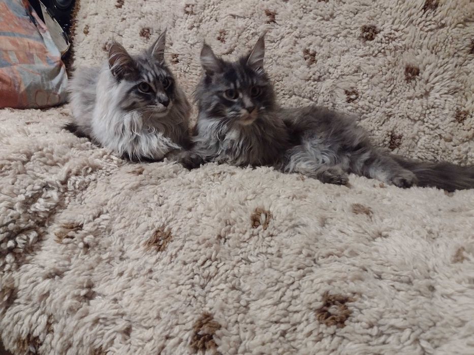 Мейн куун момче и момиче