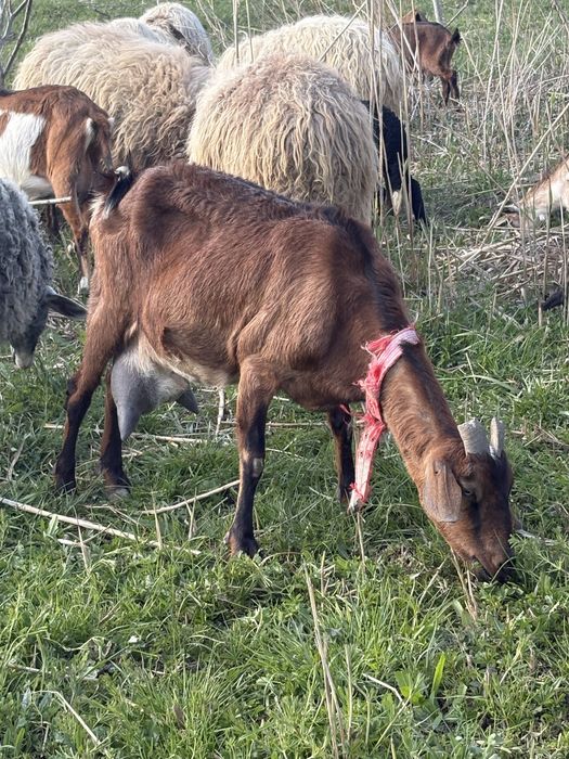 Capra de vanzare agnolubiana
