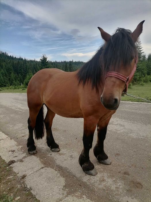 Vând cal de 3 ani