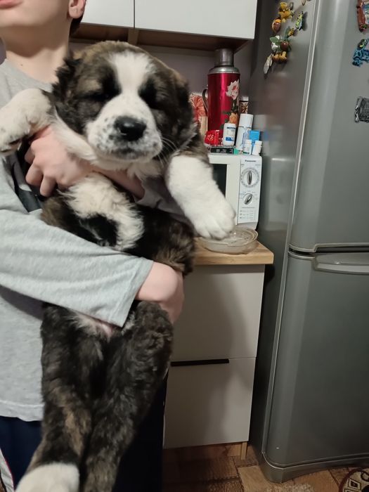 Щенок Алабая девочка