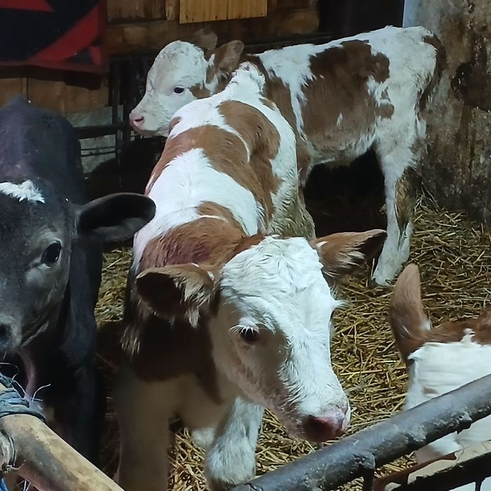 Vitei sugari baltata românească