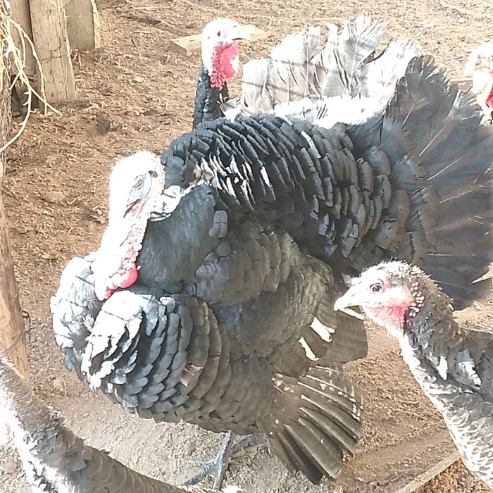 Индюк қораз 1 жыл енд болады