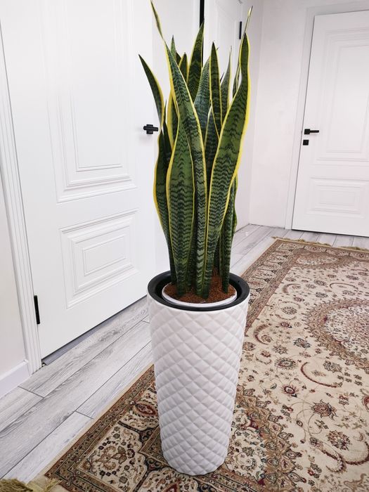 Комнатные цветы, доставка