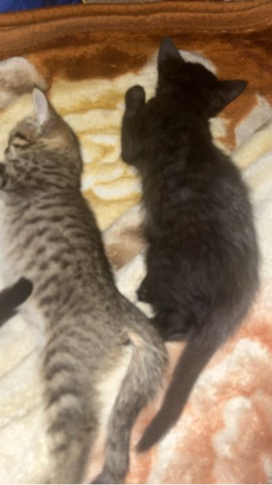 Котята 2 месеца