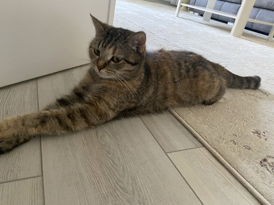 Кошка ищет дом. .