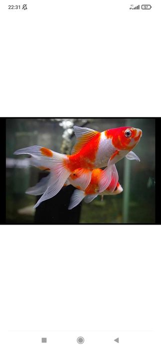 Рыбки для аквариума