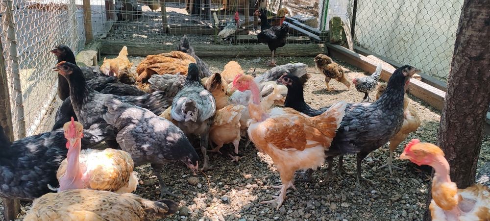 Pui de  găină gât golas de Transilvania