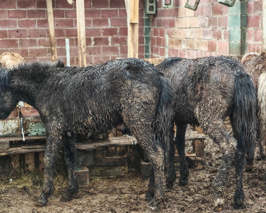 Жабағы, тай ұрғашы