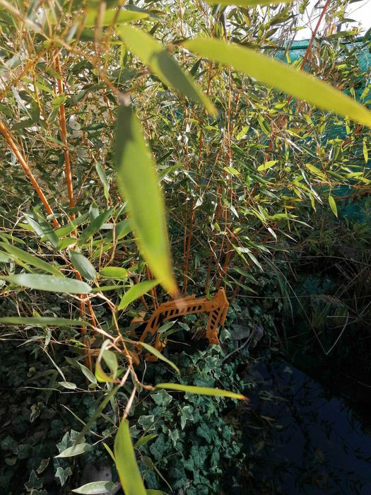 bambus galben creste la 4metri