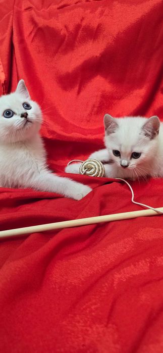 Котята британские шиншиллы