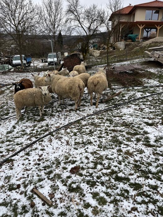 Vand oi texel de carne