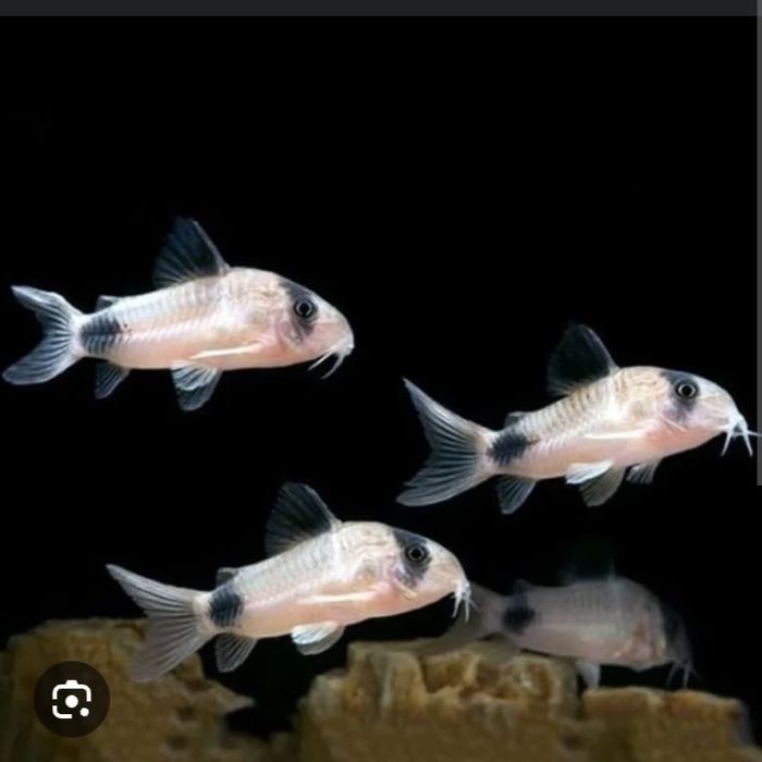 продам аквариумных рыбок