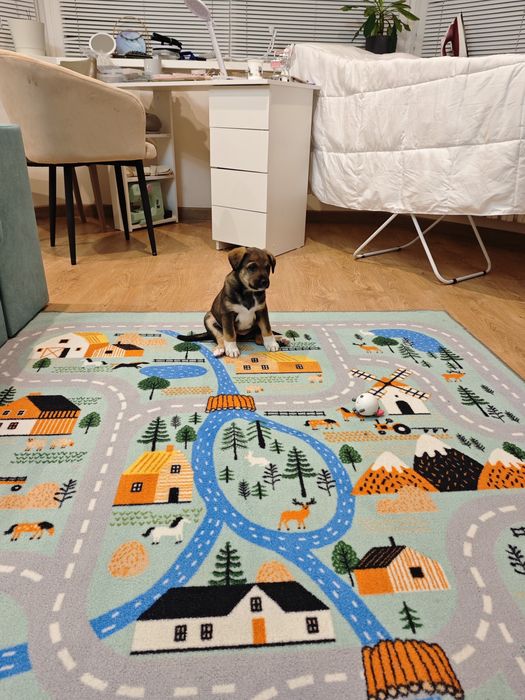 Щенок в добрые руки девочка