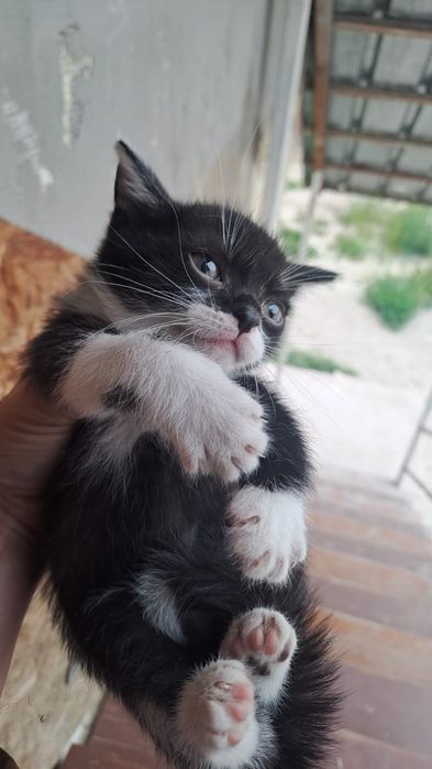 Котик крошка кот мысык
