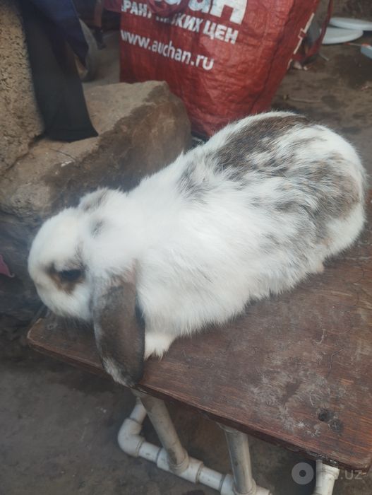 Кролик французский баран