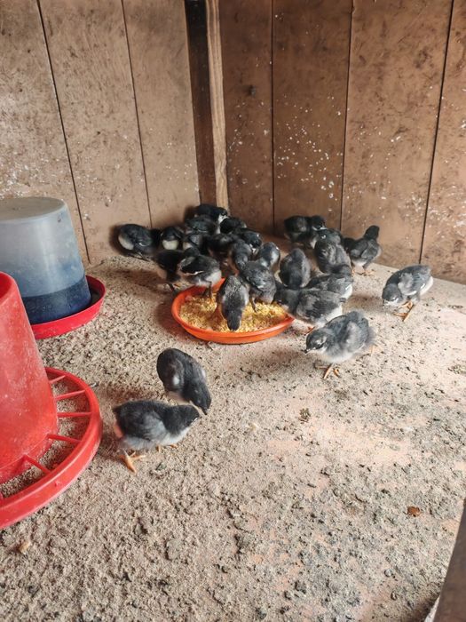 Vând pui din rasa Australorp