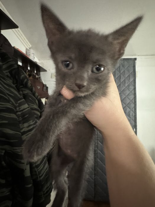 Отдам котят 3рыжих мальчика 2серые девочки