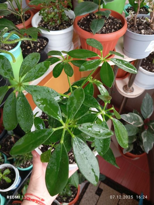 Продам растения для дома