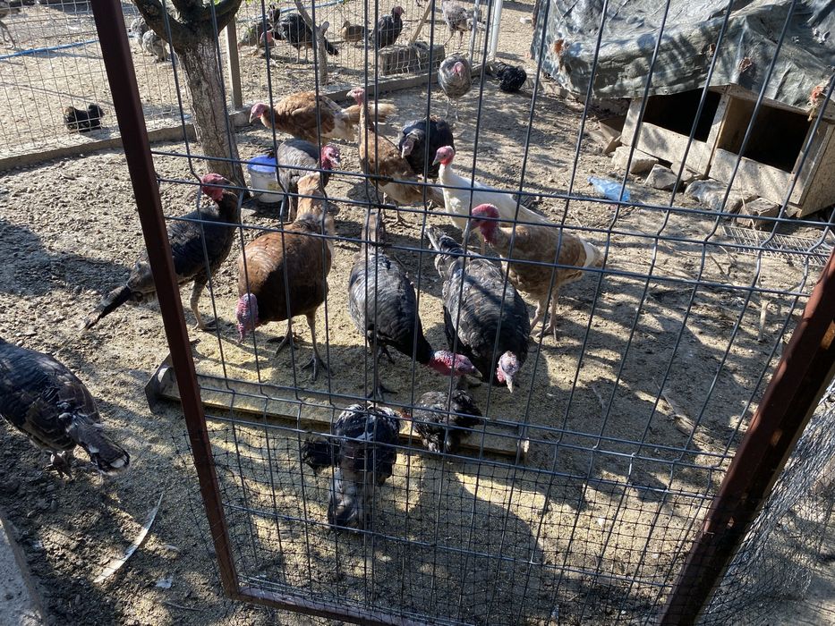 Curci de casă crescute natural