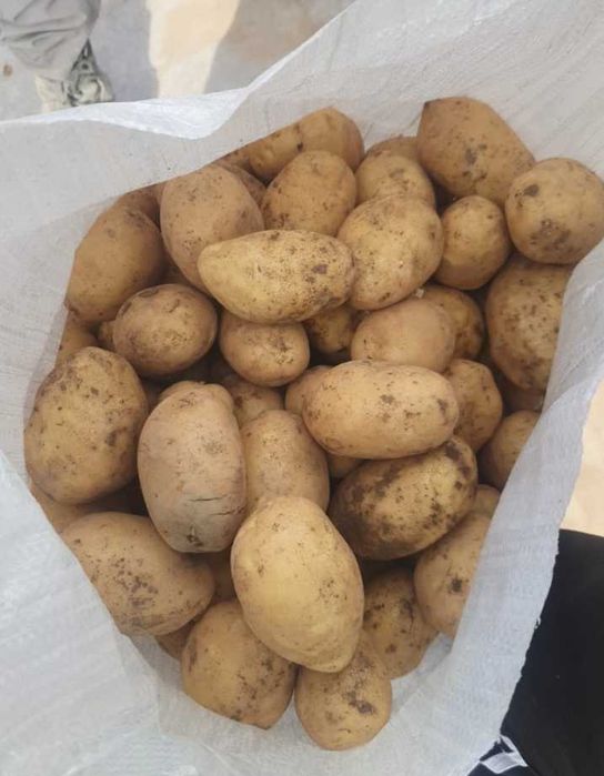 Продам свежие овощи