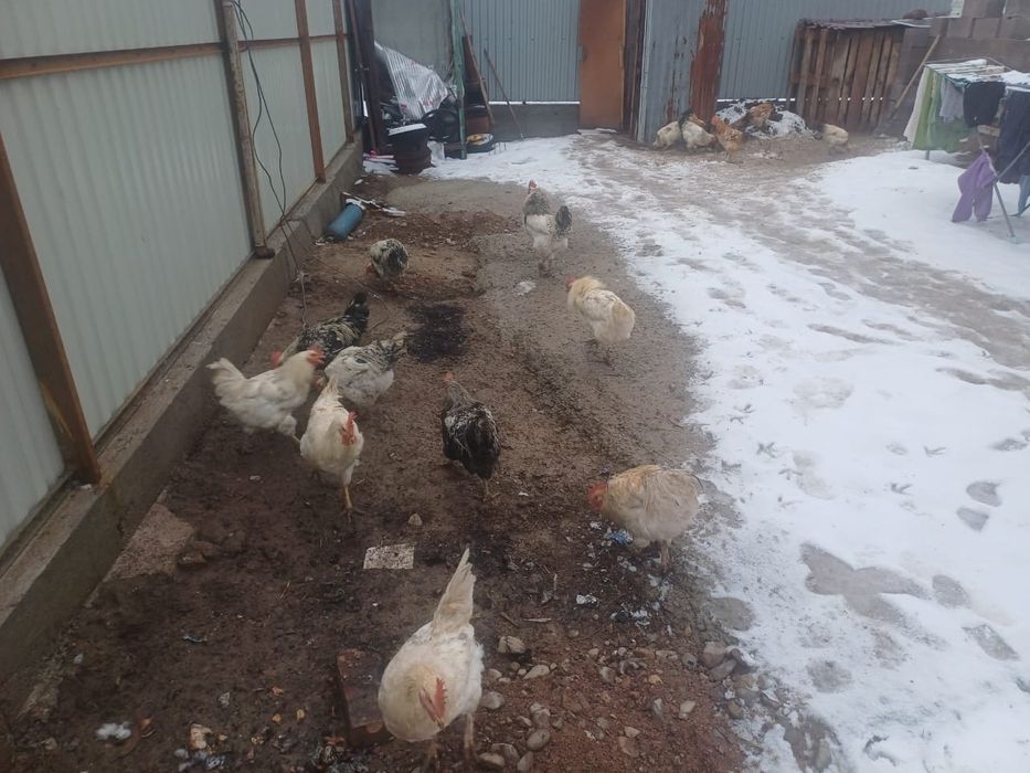 Әтеш, қораз, петух