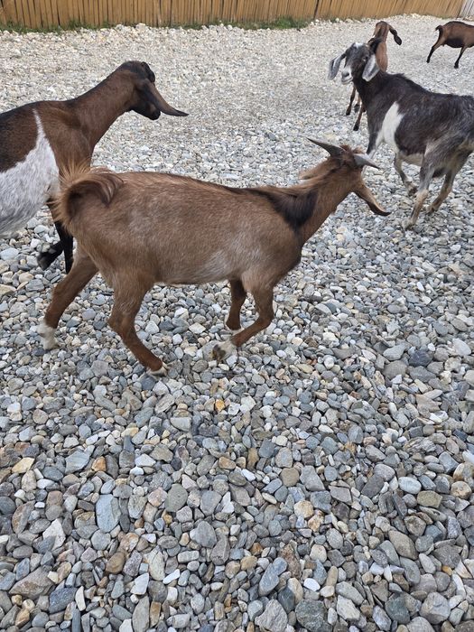 Vand tapi anglonubieni sau schimb cu..