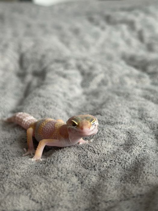 Эублефар малышь