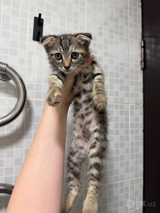 Котенок девочка веслоухая