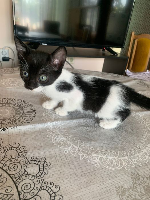 Подарявам котенца