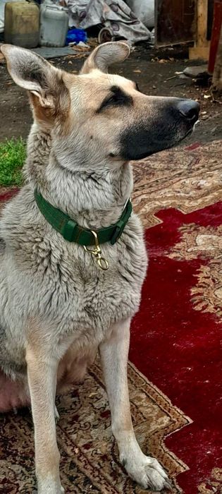 Восточная овчарка