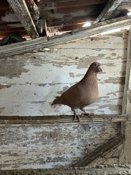 Vand porumbei postasi