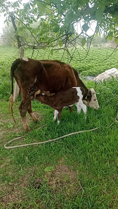 Сиыр сатылады 3жас