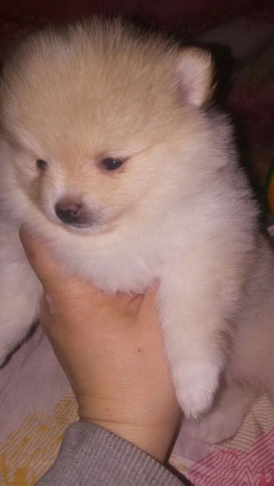 Продам щенков шпица