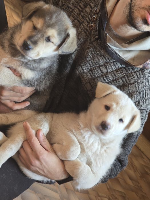 Отдам щенков от крупной