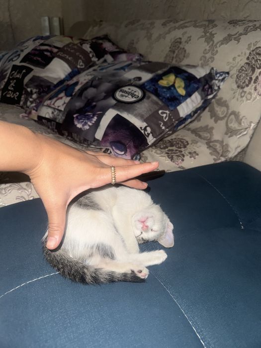 Котенок маленький