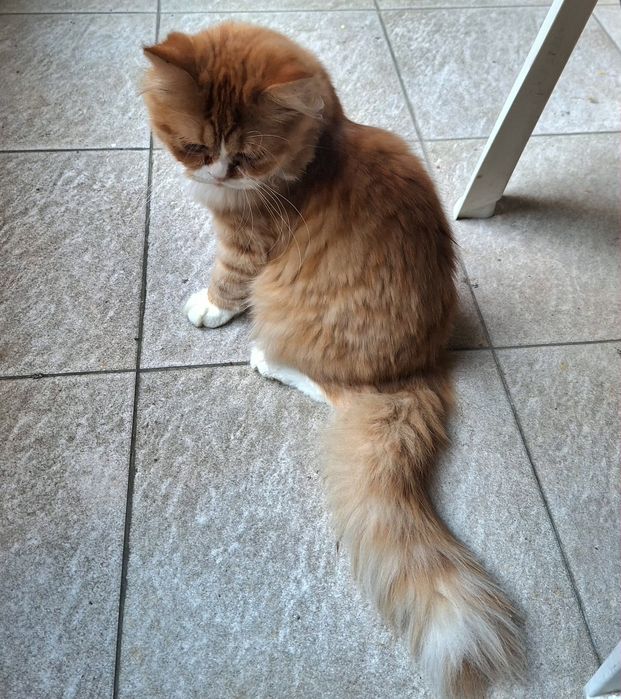 Ангорско  мъжко коте