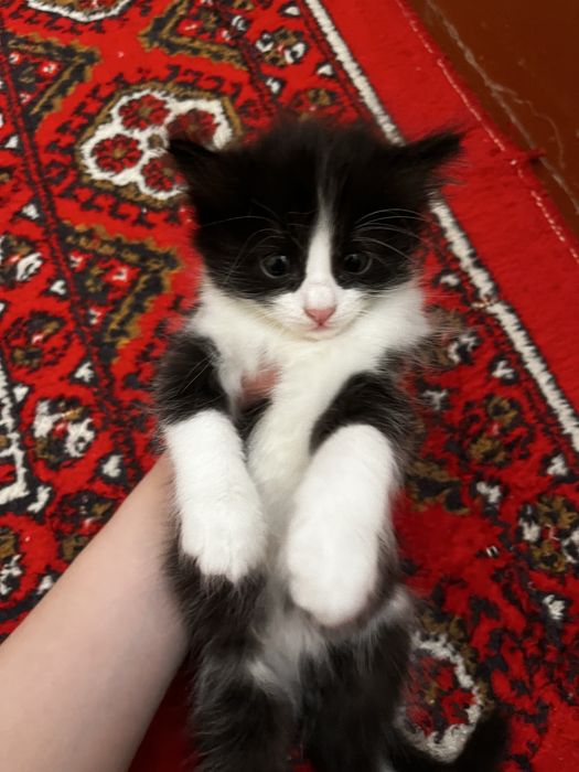 Веселые котята, кушают, к лотку приучены