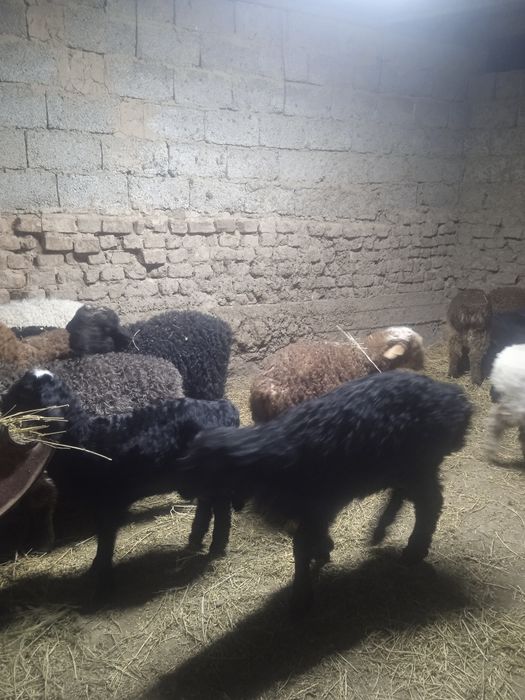 Козы сатылады козылар