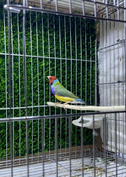 Амадин гульда самец