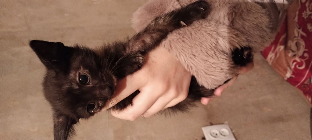 Отдам котят в добрые руки