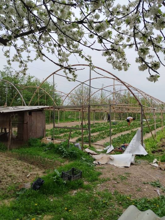 Теплица и катёл сотилады