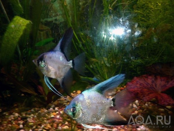 Продам скалярии Пиной Параиба