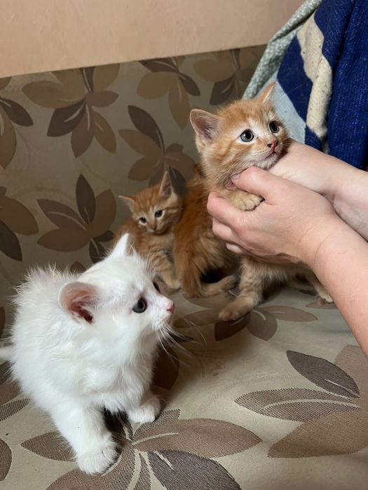 Отдам котят в добрые руки