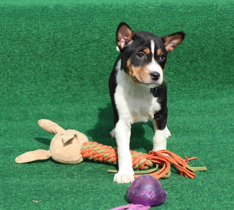 Basenji deosebit cu pedigree