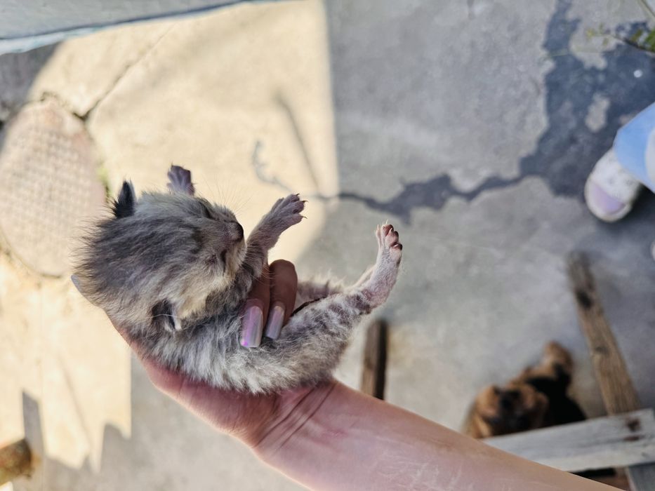 Готовяться к продаже серебристые шиншиллы