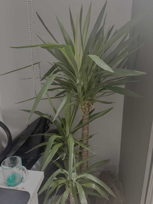 Юкка — стильное и неприхотливое растение для дома и офиса